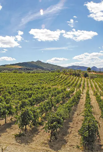 Nemean vineyars neatly planted in rows on Greek hillside 